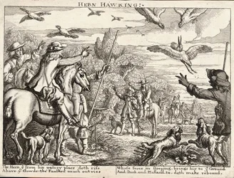 Heron Hawking